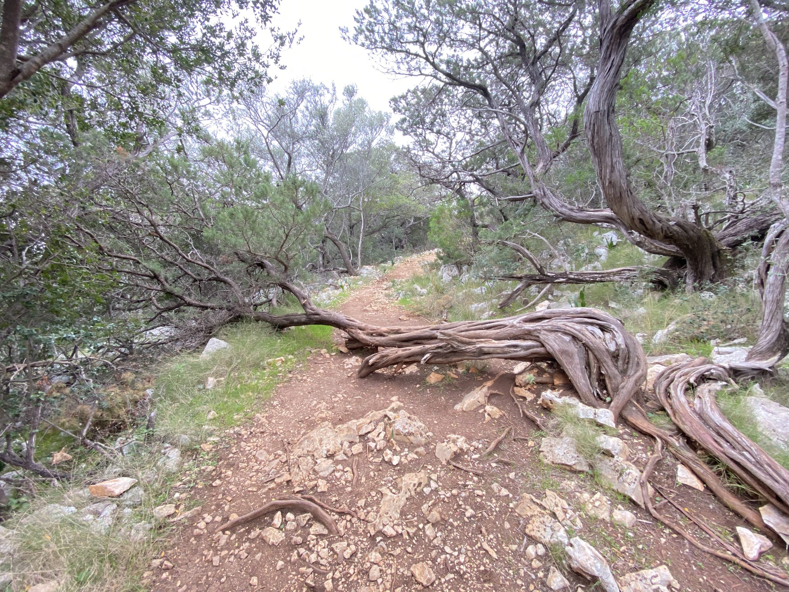 Wooded section of the hiking trail between Cala Fuili and Cala Luna