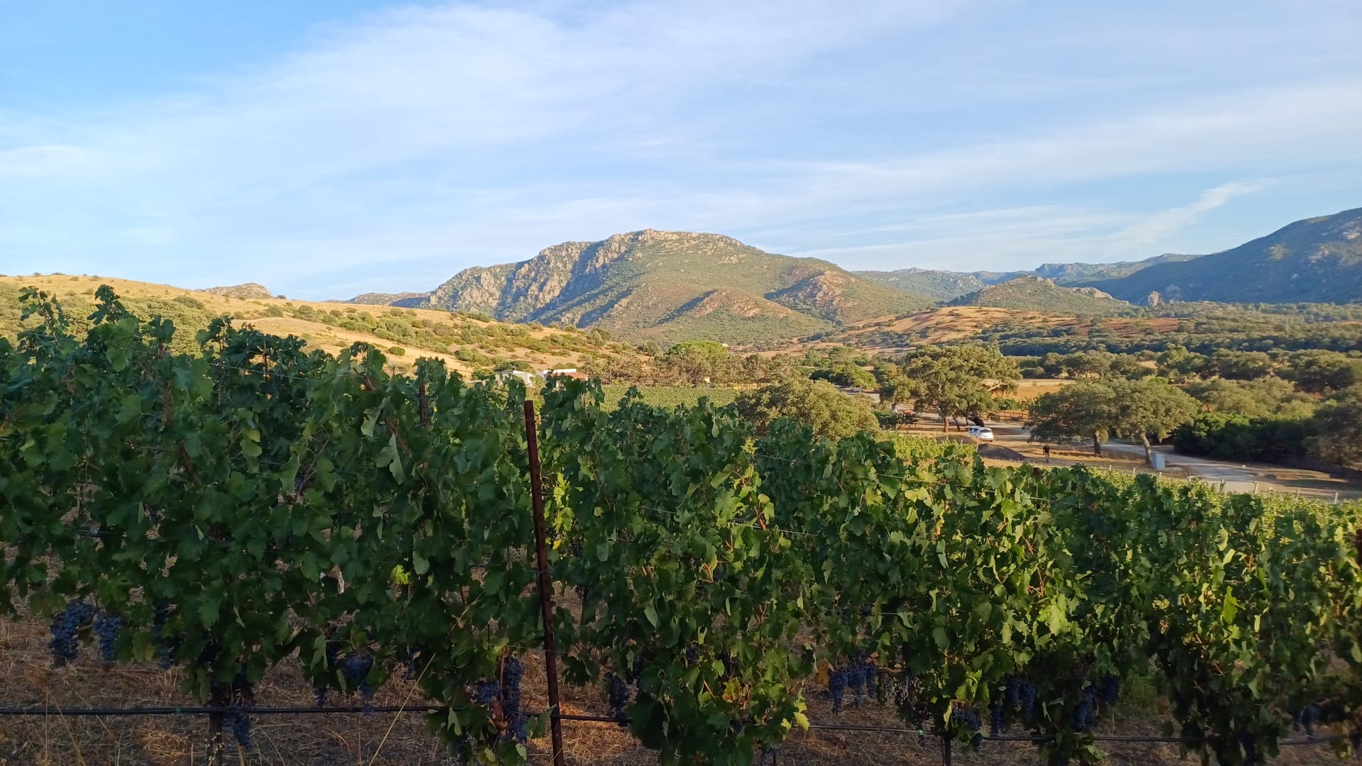 Vineyard landscape at Nuraxi near Cannigione in Gallura, northeast Sardinia